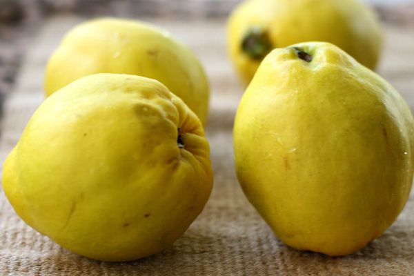 معرفی و راهنمای پرورش درختان میوه - به